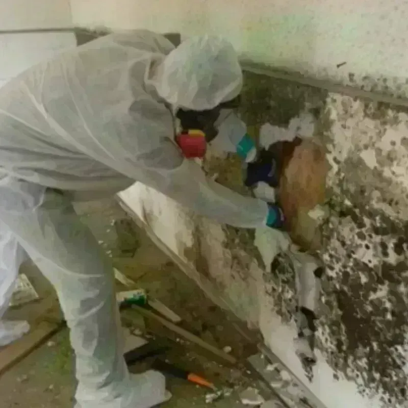 Mold Remediation and Removal in Limon, CO